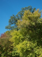 IMG 4654
